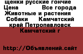 щенки русские гончие › Цена ­ 4 000 - Все города Животные и растения » Собаки   . Камчатский край,Петропавловск-Камчатский г.